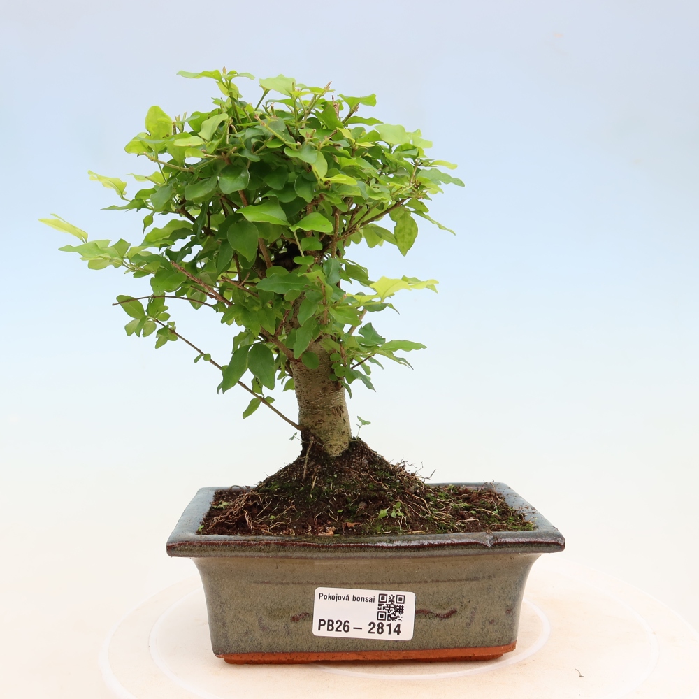 Kamerbonsai -Ligustrum chinensis - Vogelsnavel
