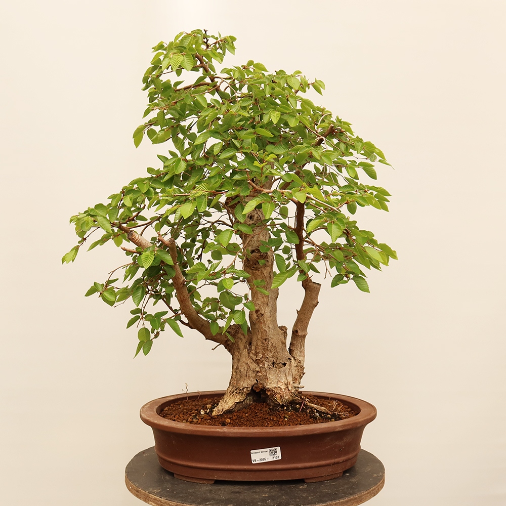 Bonsai voor buiten -Carpinus Coreana - Koreaanse haagbeuk
