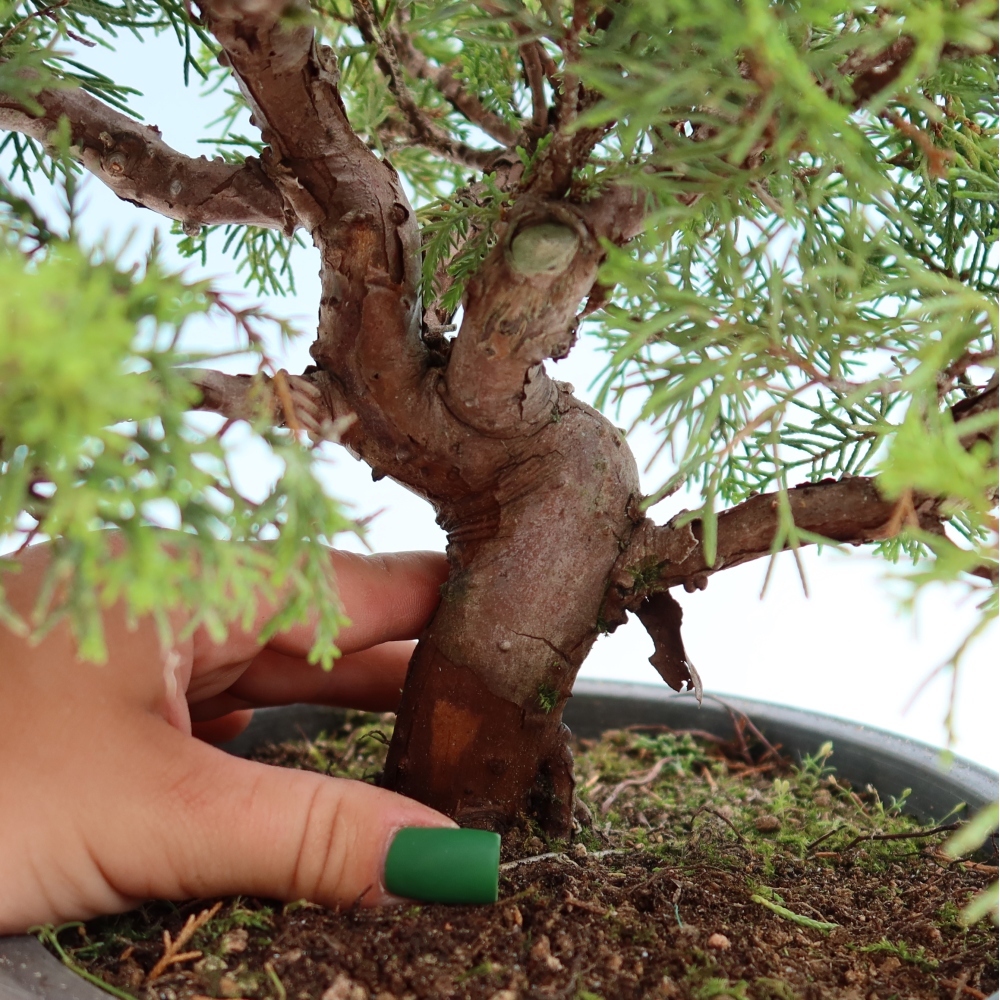 Bonsai voor buiten - Juniperus chinensis Itoigawa-Juniperus chinensis