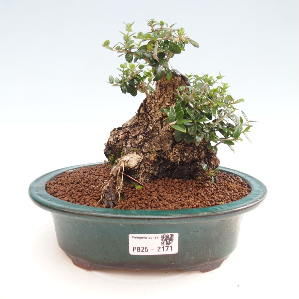 Bonsai voor binnen - Olea europaea sylvestris