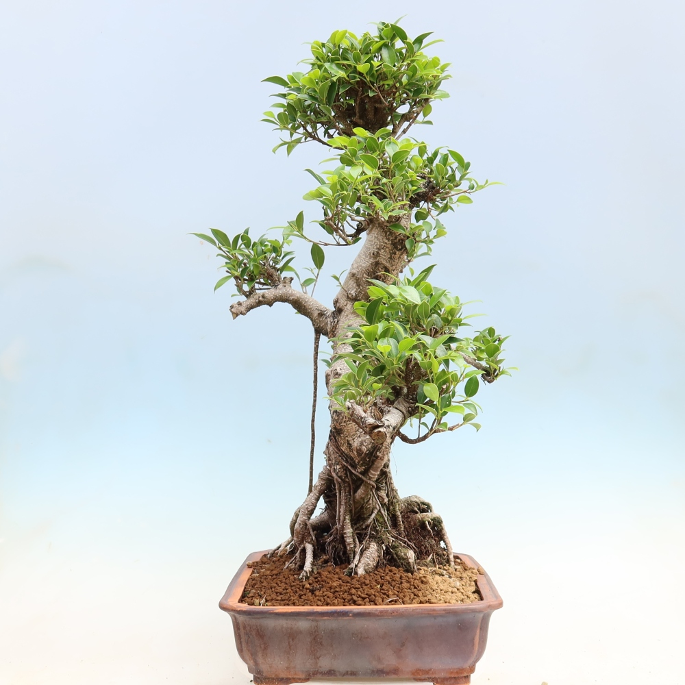 Kamerbonsai - Ficus kimmen - kleinbladige ficus