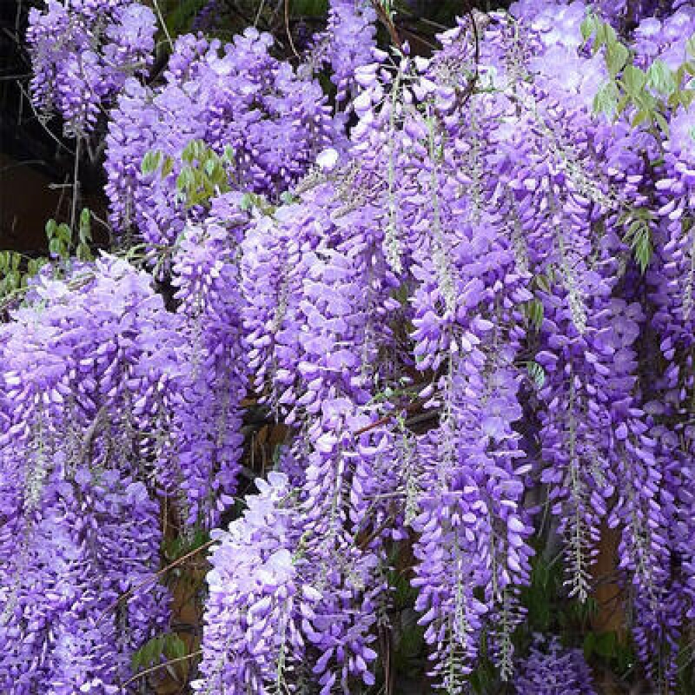 Bonsai voor buiten - Wisteria floribunda