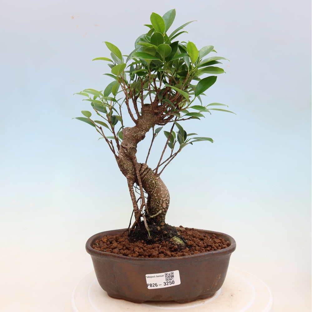 Kamerbonsai - Ficus kimmen - kleinbladige ficus
