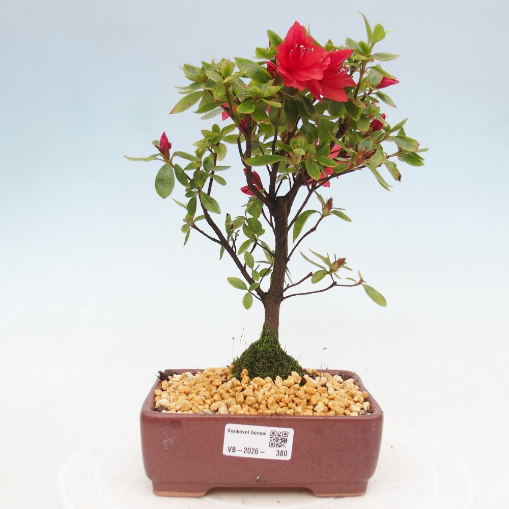 Bonsai voor buiten - Japanse azalea - Azalea sp.