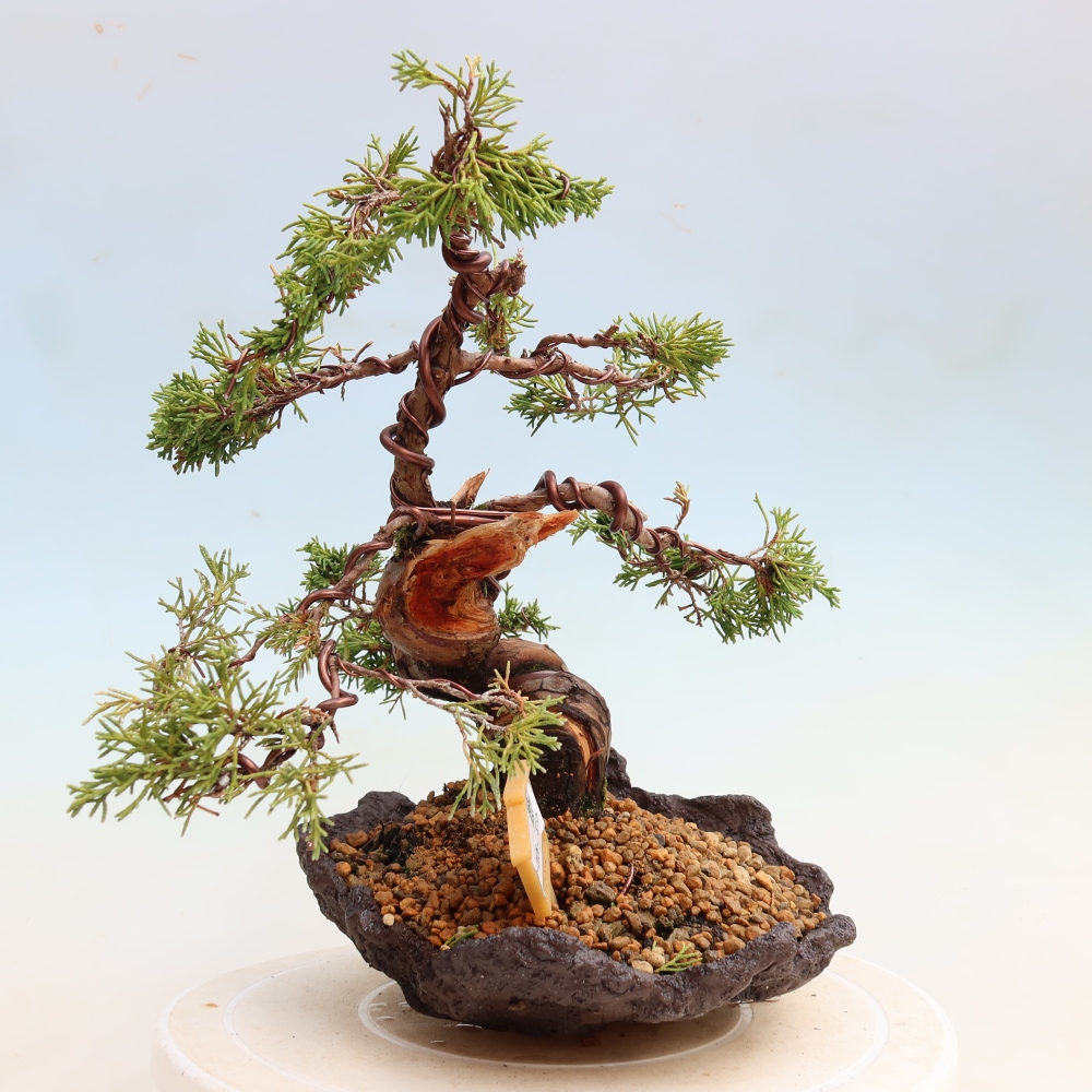 Bonsai voor buiten - Juniperus chinensis Itoigawa-Juniperus chinensis