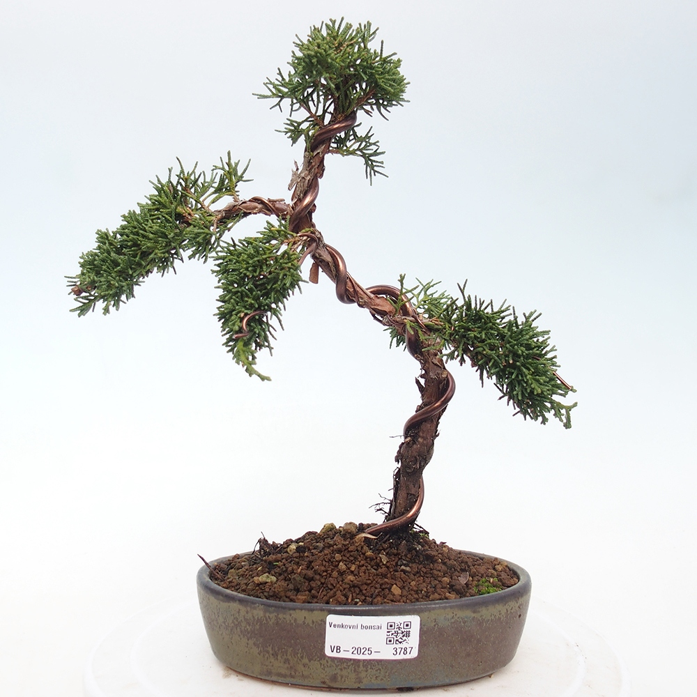 Bonsai voor buiten - Juniperus chinensis Kishu