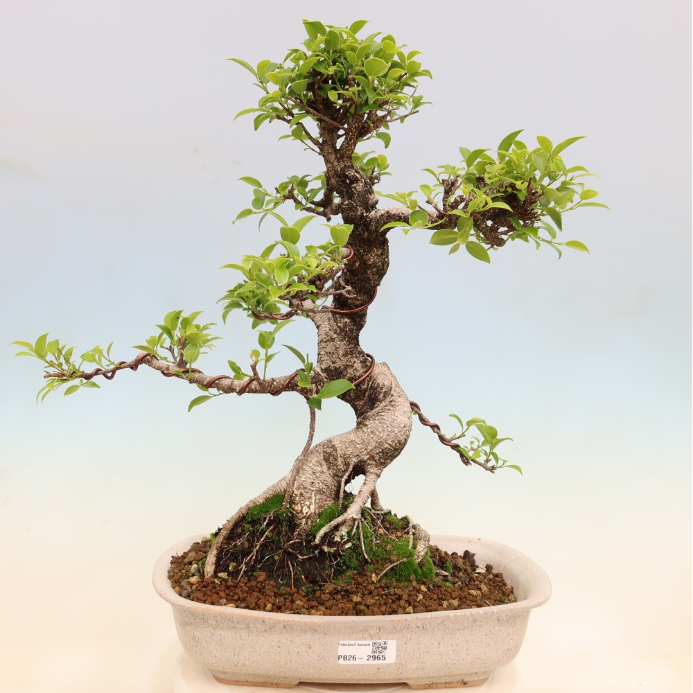 Kamerbonsai - Ficus kimmen - kleinbladige ficus