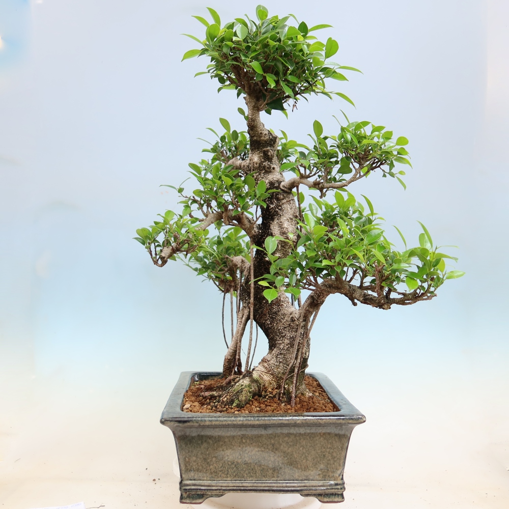 Kamerbonsai - Ficus kimmen - kleinbladige ficus