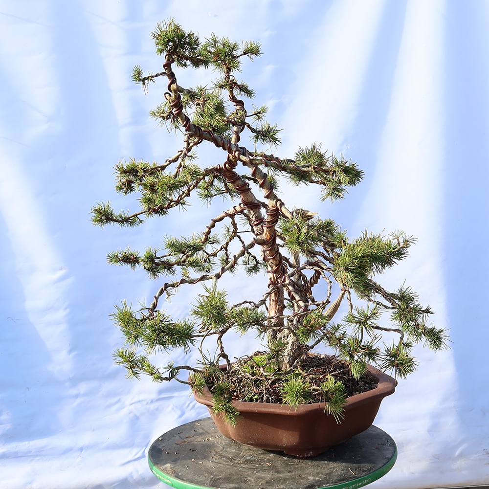 Pinus sylvestris Spanje - grove den