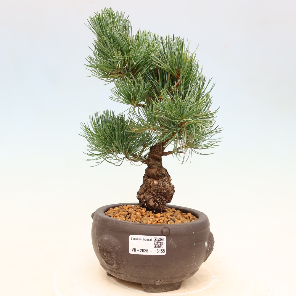 Bonsai voor buiten - Pinus parviflora - Pinus parviflora