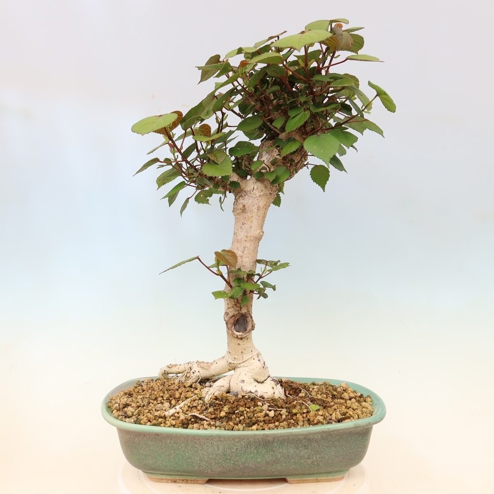 Bonsai voor binnen - Hibiscus tiliaceus - Zee Hibiscus