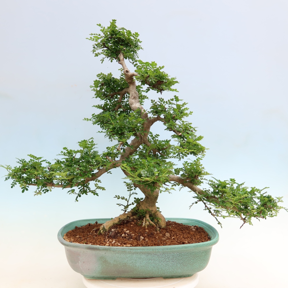 Kamerbonsai - Zantoxylum piperitum - peperboom