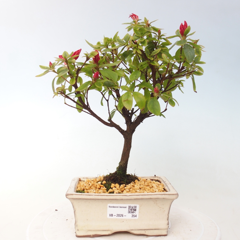 Bonsai voor buiten - Japanse azalea - Azalea sp.