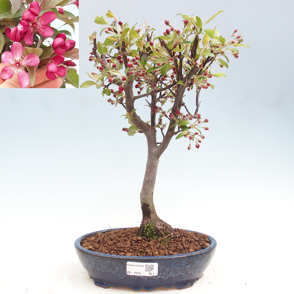 Bonsai voor buiten -Malus domestica - Roodbladige appelboom met kleine vruchten