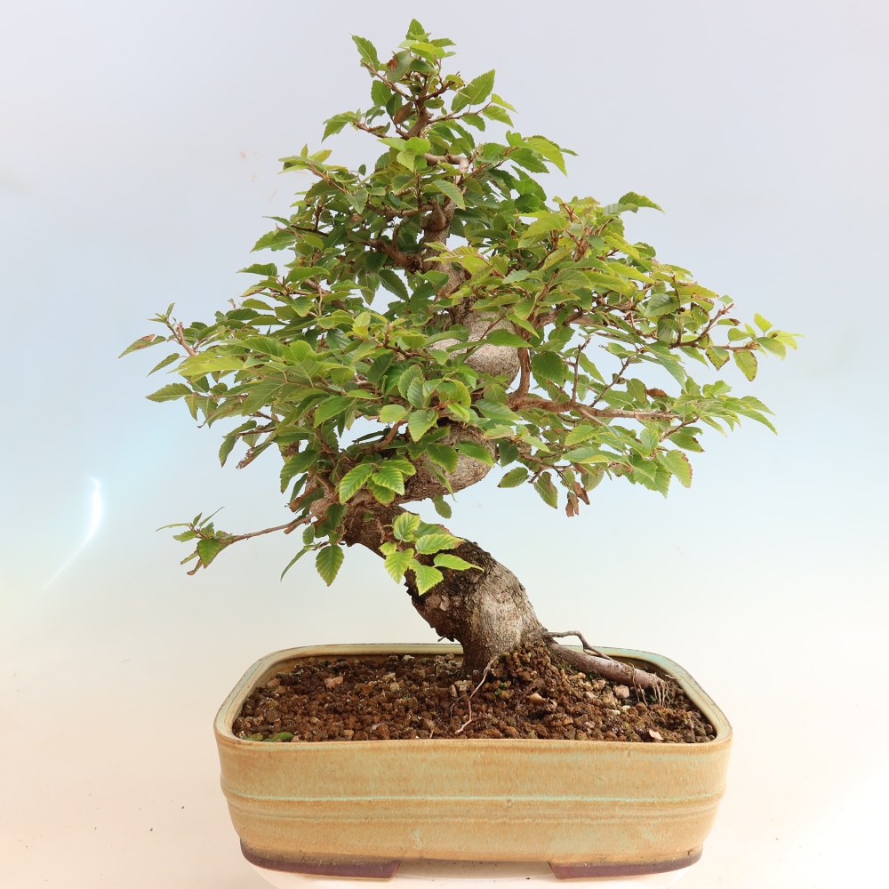 Bonsai voor buiten -Carpinus CARPINOIDES - Koreaanse haagbeuk