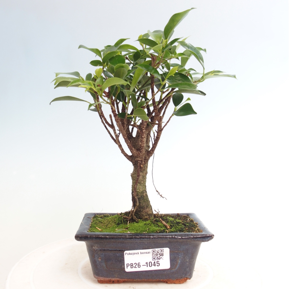 Kamer bonsai Ficus retusa kimmen
