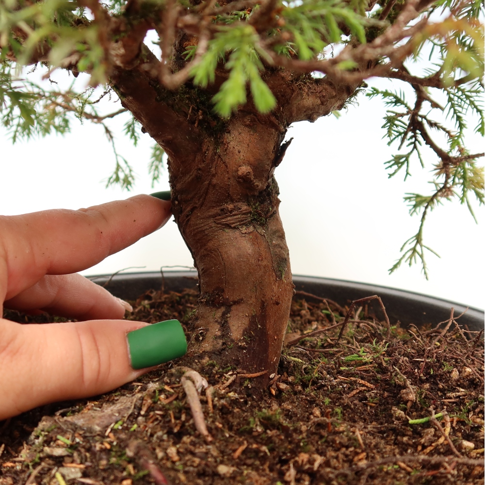 Bonsai voor buiten - Juniperus chinensis Itoigawa-Juniperus chinensis