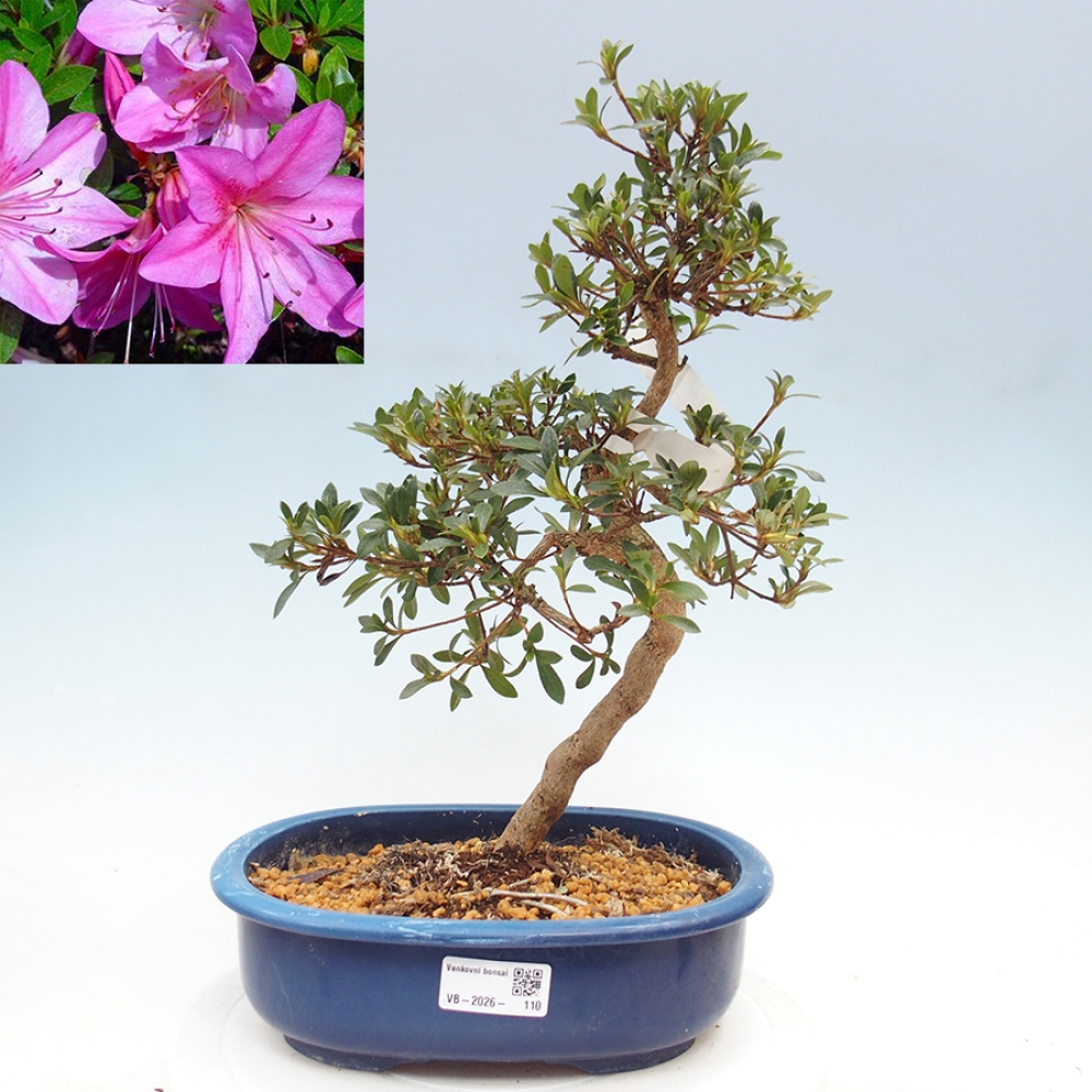 Bonsai voor buiten - Japanse Azalea - Azalea Nasuno