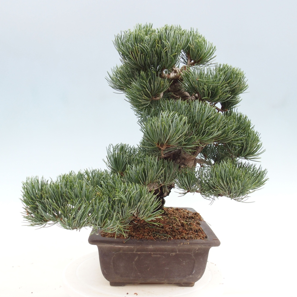 Bonsai voor buiten - Pinus parviflora - Pinus parviflora