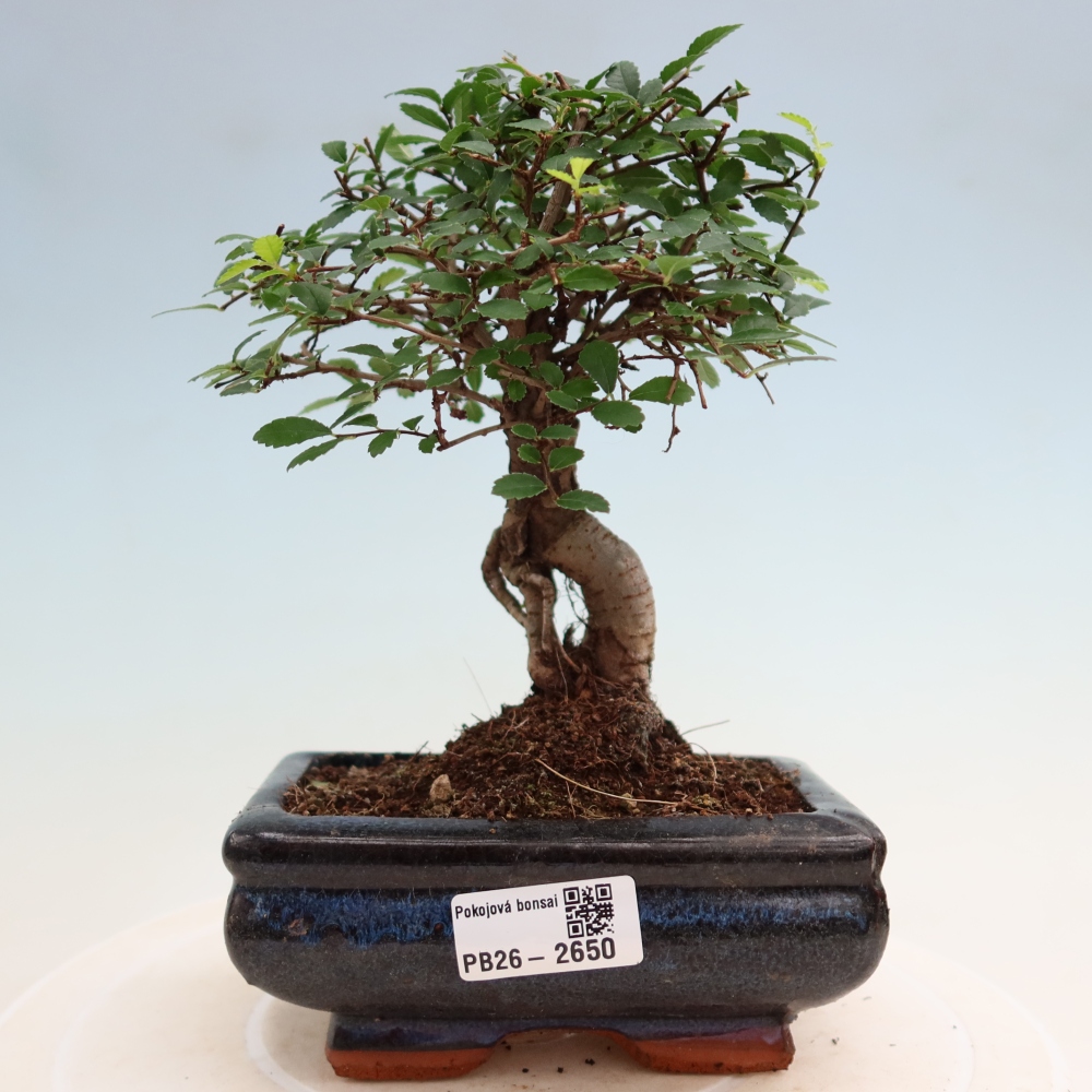 Kamerbonsai - Ulmus parvifolia - Winteriep
