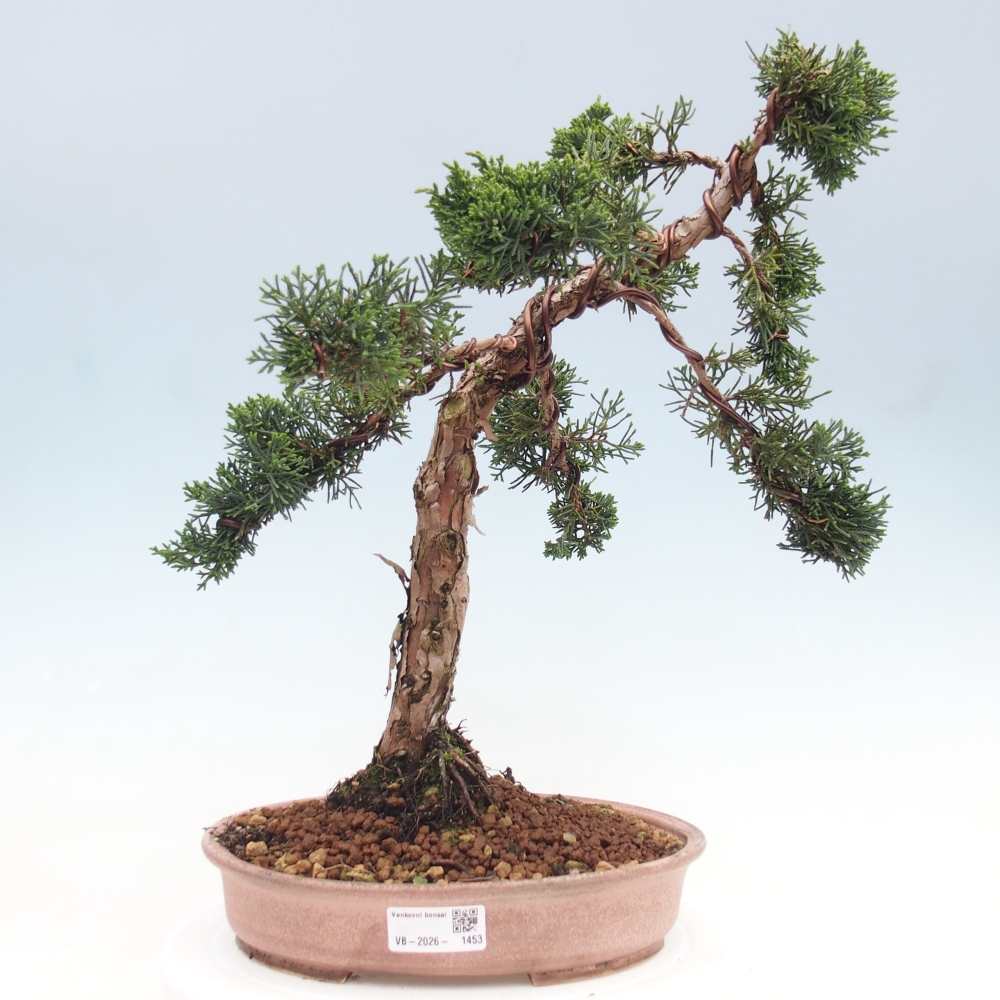 Bonsai voor buiten - Juniperus chinensis Kishu
