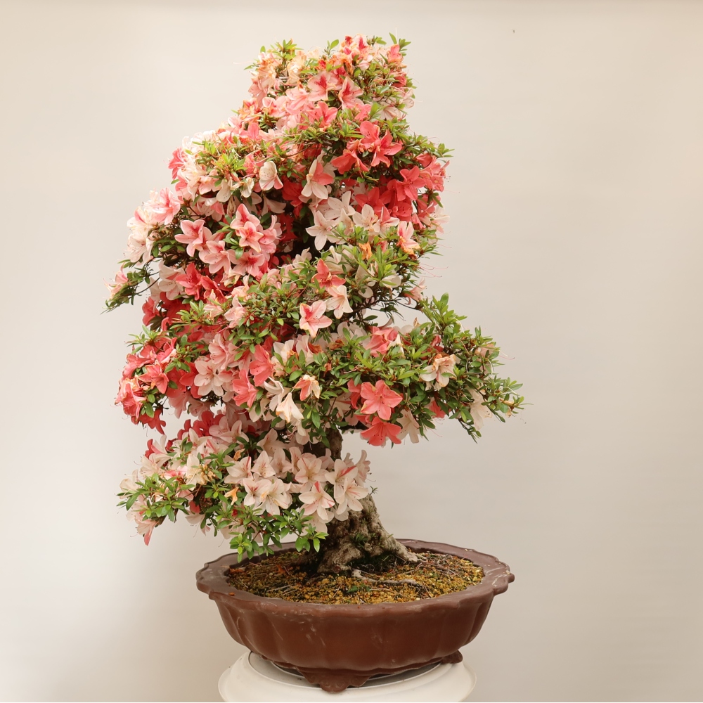 Bonsai voor buiten - Japanse azalea - Azalea Kinu-no-Hikari