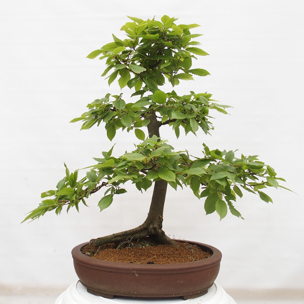 Bonsai voor buiten - Haagbeuk - Carpinus betulus