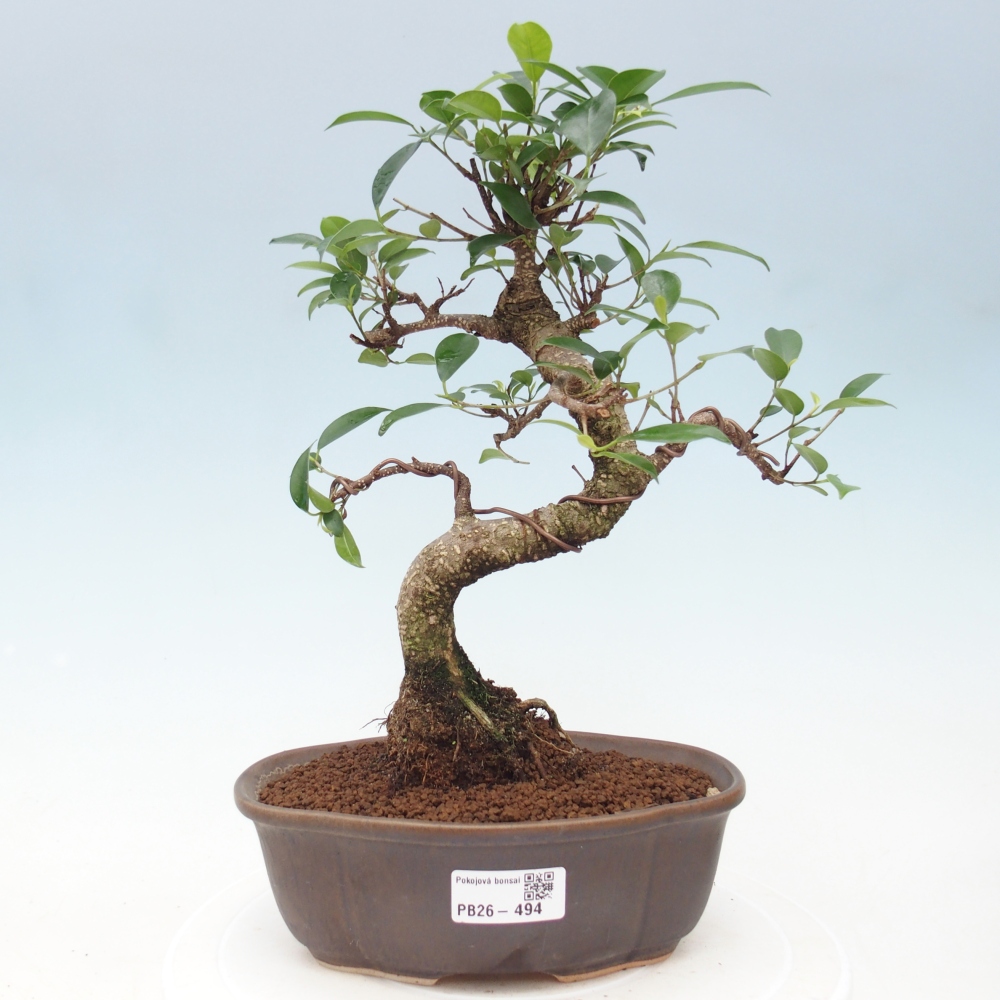 Kamerbonsai - Ficus retusa - kleinbladige ficus