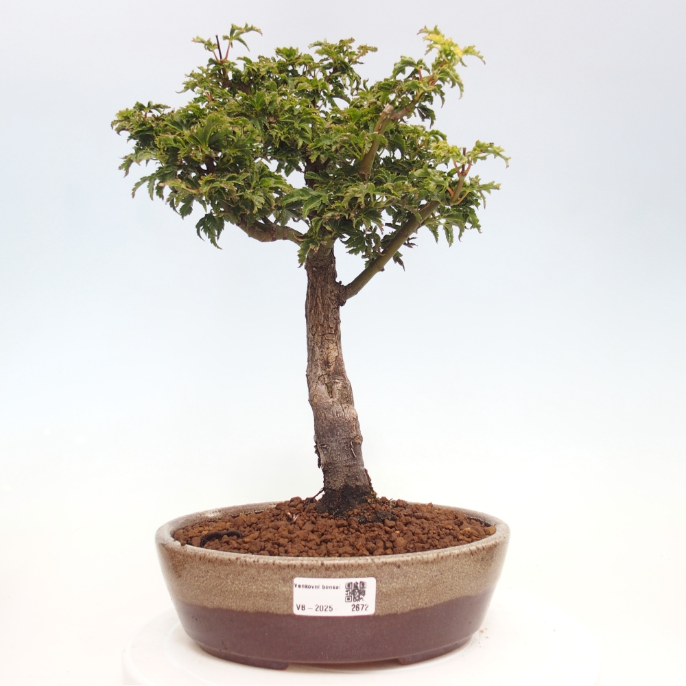 Bonsai voor buiten -Javor palm Acer palmatum Shishigashira