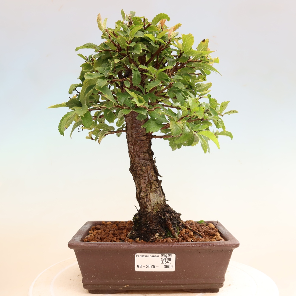 Bonsai voor buiten - Zelkova - Zelkova NIRE