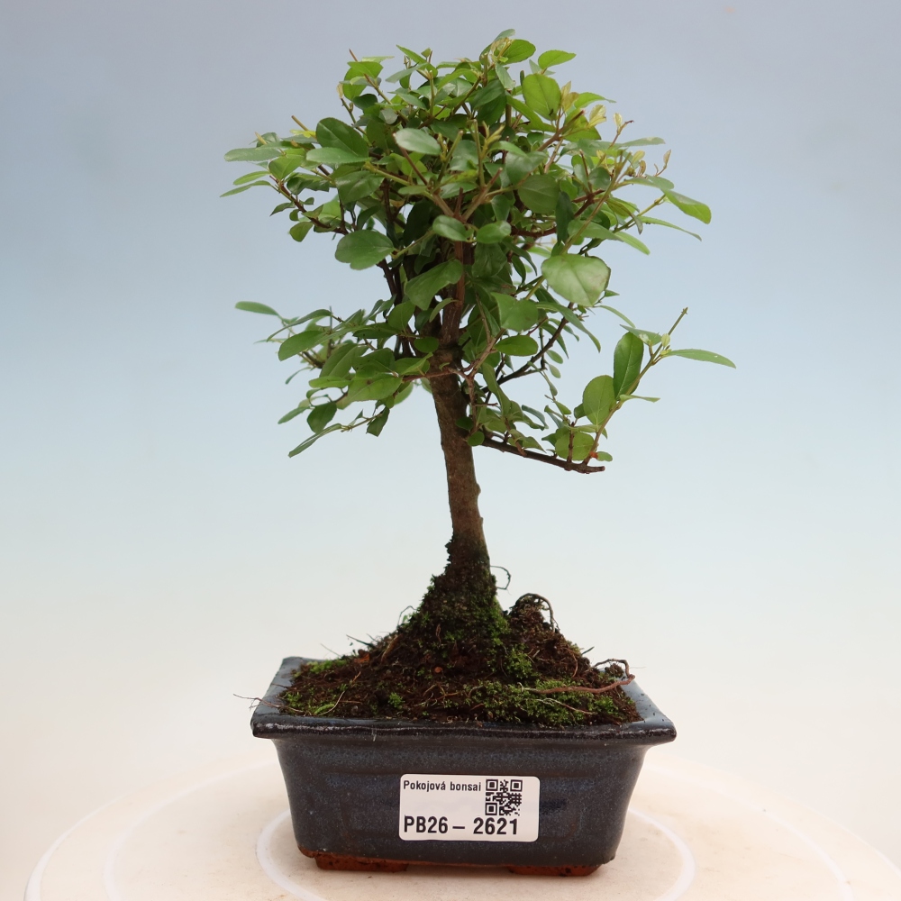 Kamerbonsai - Sageretia thea - Sageretia thea