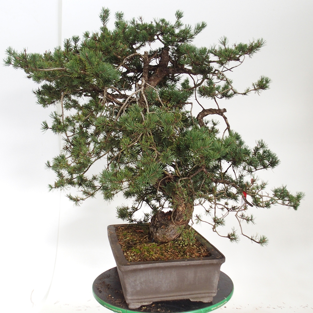 Yamadori - Pinus sylvestris Spanje