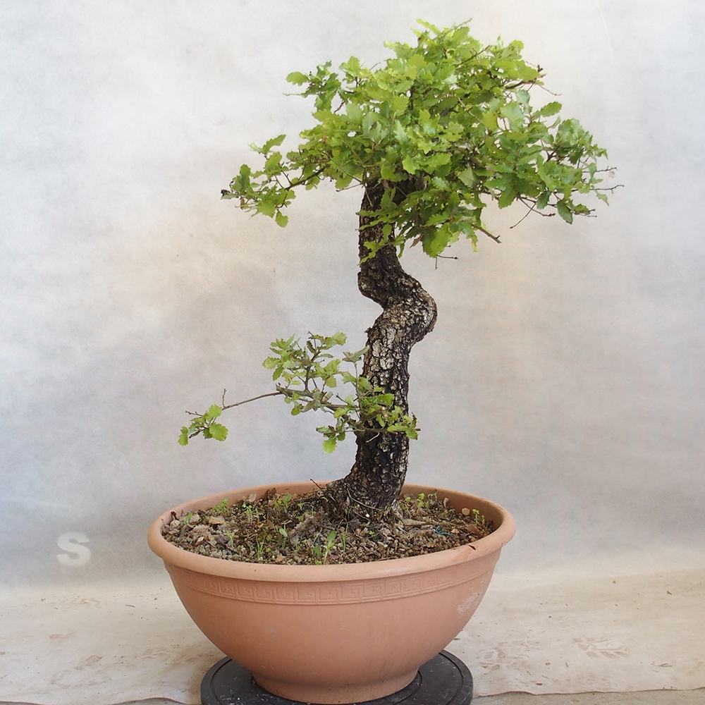 Buiten bonsai Quercus Cerris - Eik Cer