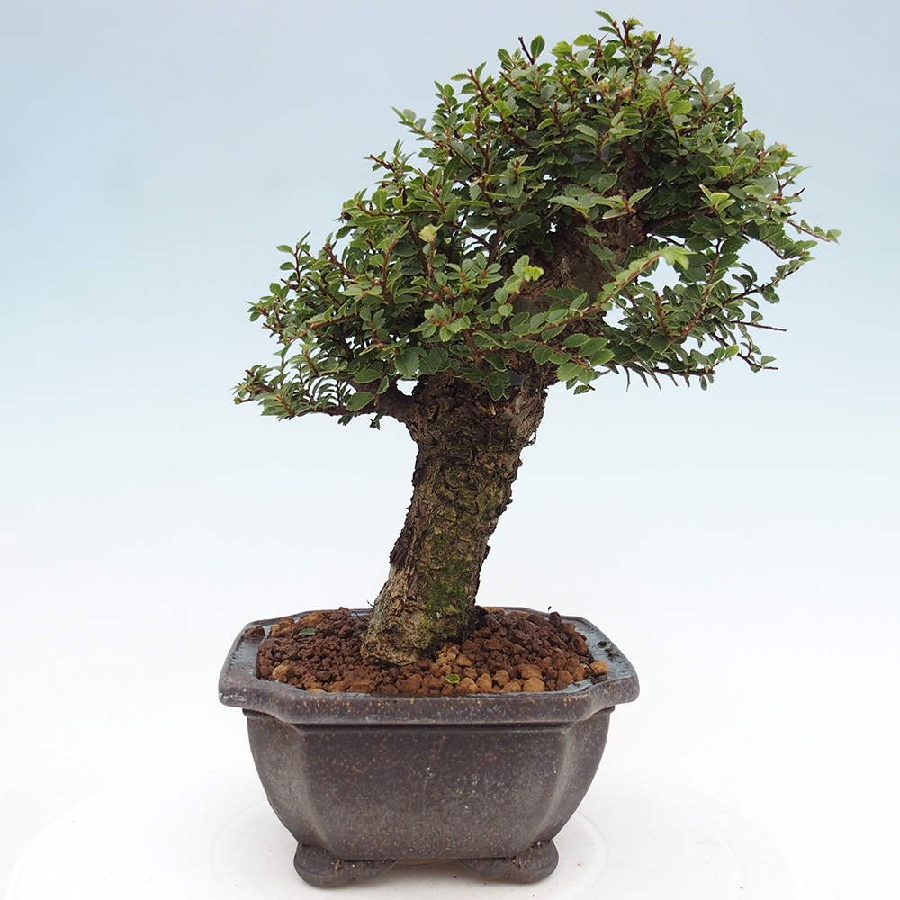 Bonsai voor buiten - Ulmus parvifolia Hokkaido - Chinese iep