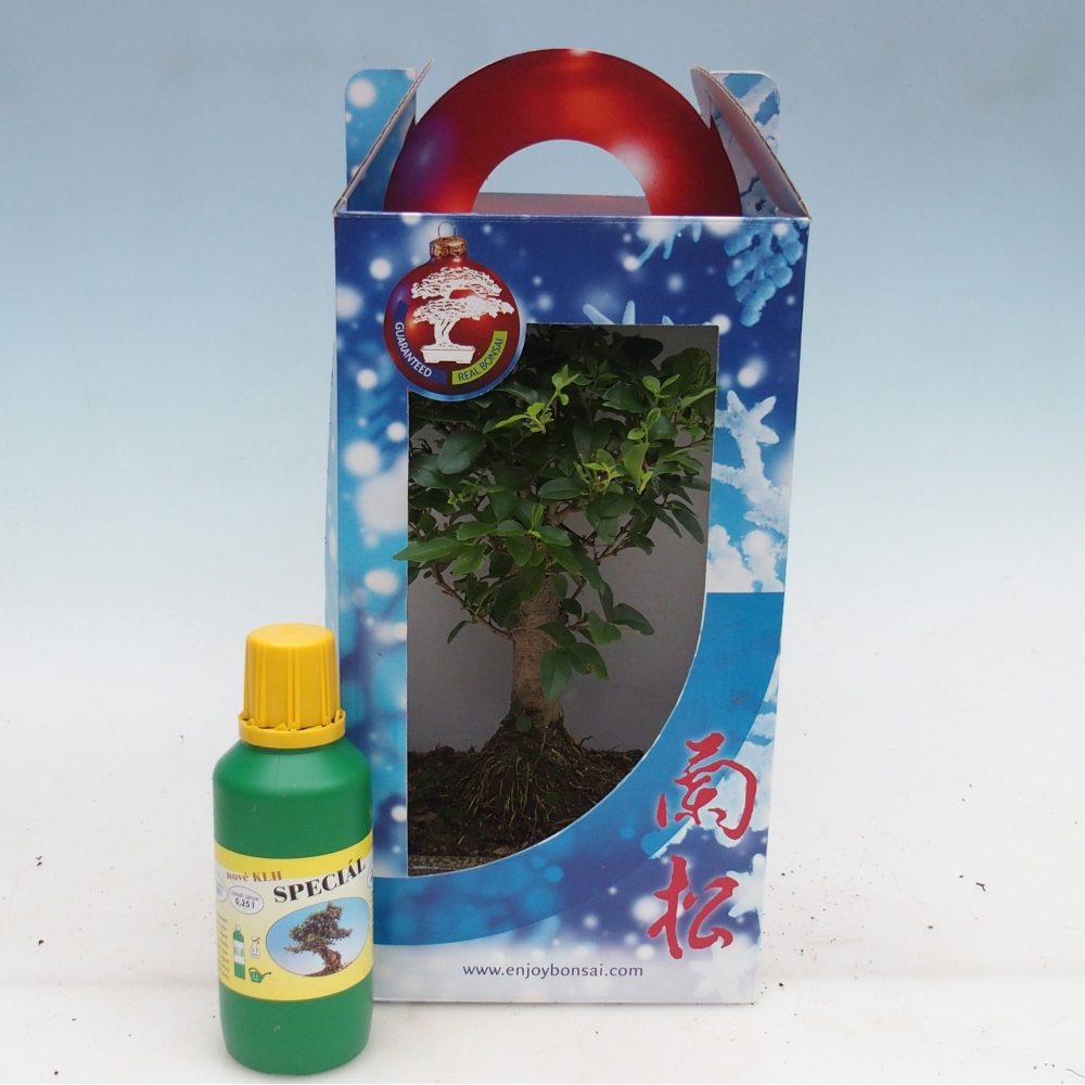 Kamerbonsai in geschenkverpakking Ligustrum chinensis - Vogelsnavel