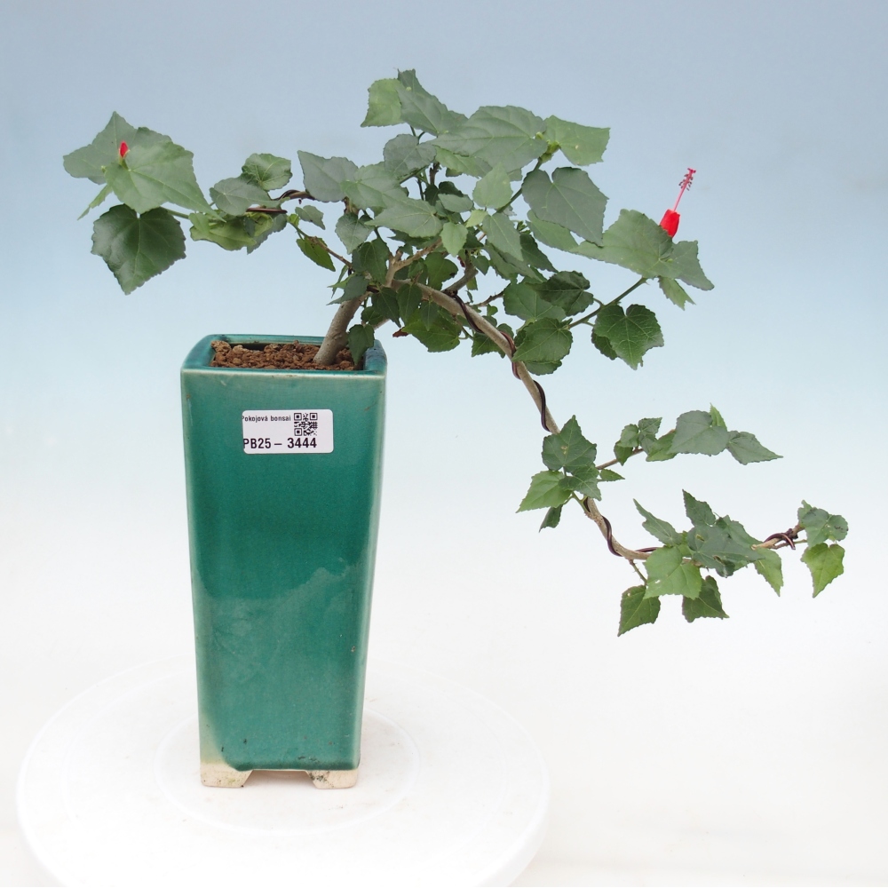 Bonsai voor binnen - Malvaviscus arboreus