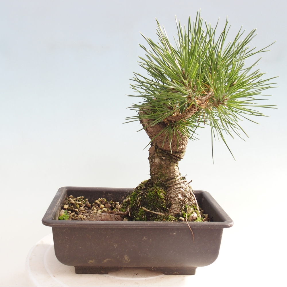 Bonsai voor buiten - Pinus thunbergii - Thunberg den
