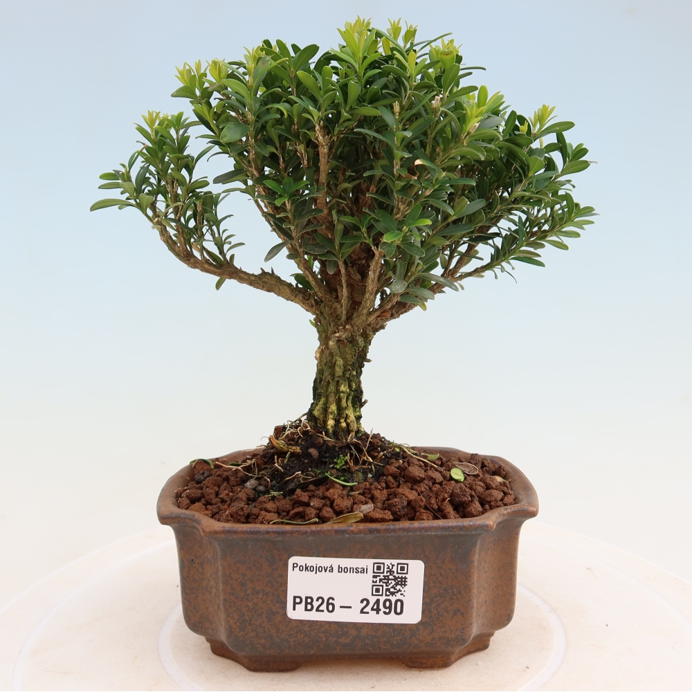 Kamerbonsai - Buxus harlandii - kurk buxus