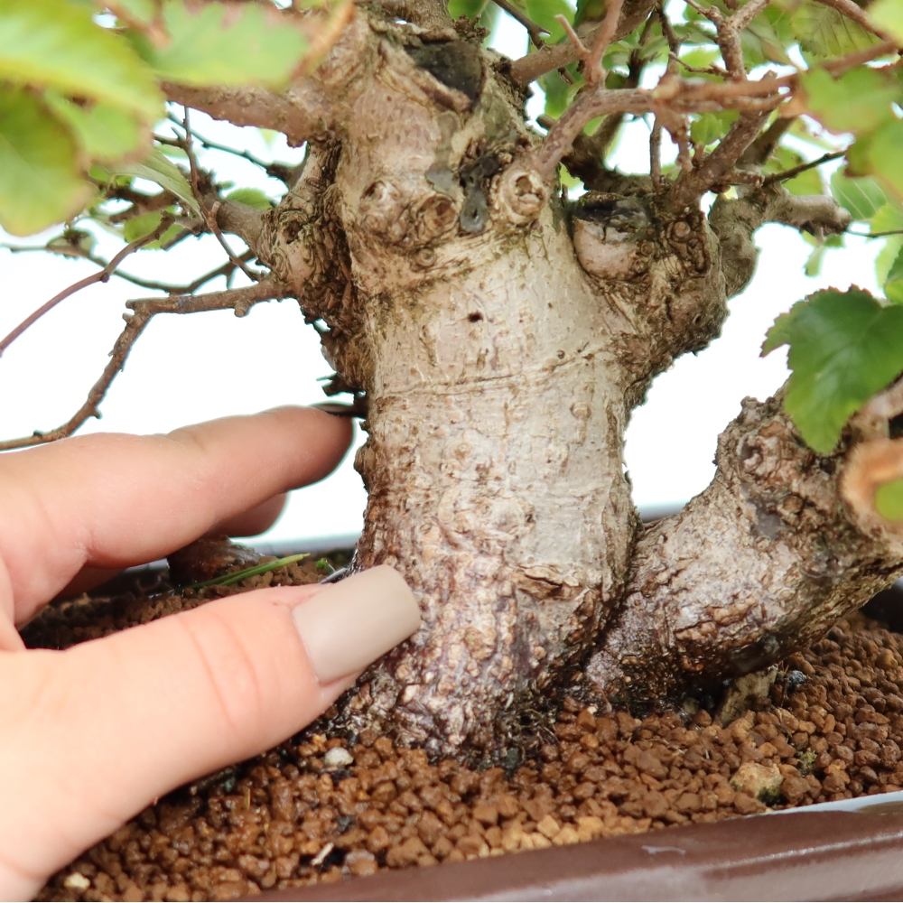 Bonsai voor buiten -Carpinus CARPINOIDES - Koreaanse haagbeuk