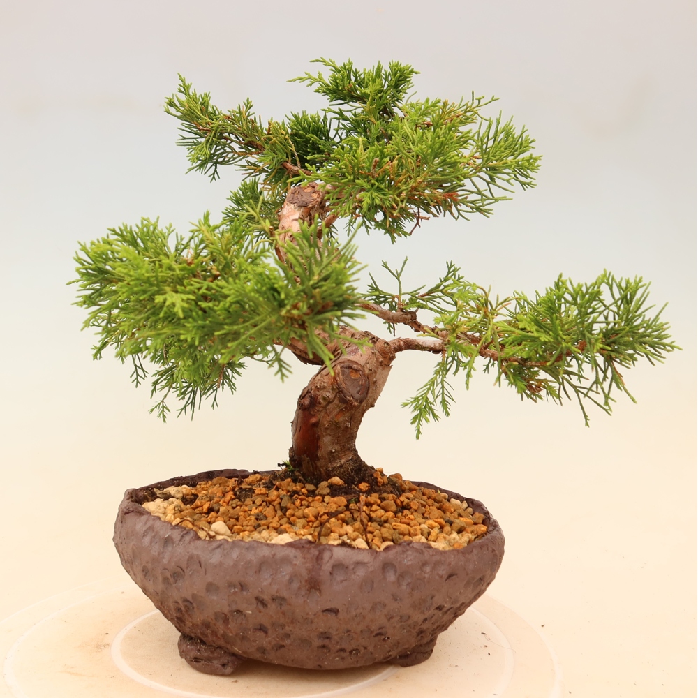 Bonsai voor buiten - Juniperus chinensis Itoigawa