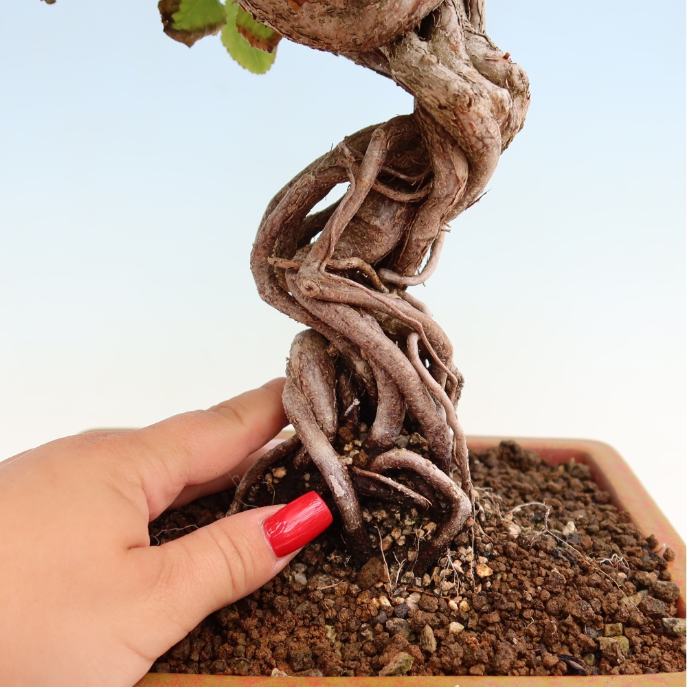 Bonsai voor buiten -Carpinus Coreana - Koreaanse haagbeuk