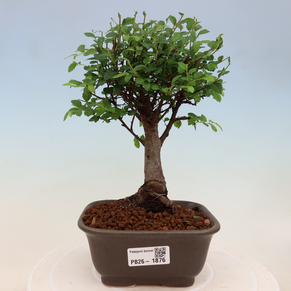 Kamerbonsai - Ulmus parvifolia - Winteriep