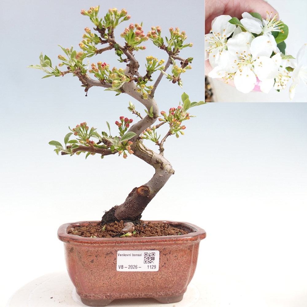 Bonsai voor buiten - Malus sargentii - Appelboom met kleine vruchten