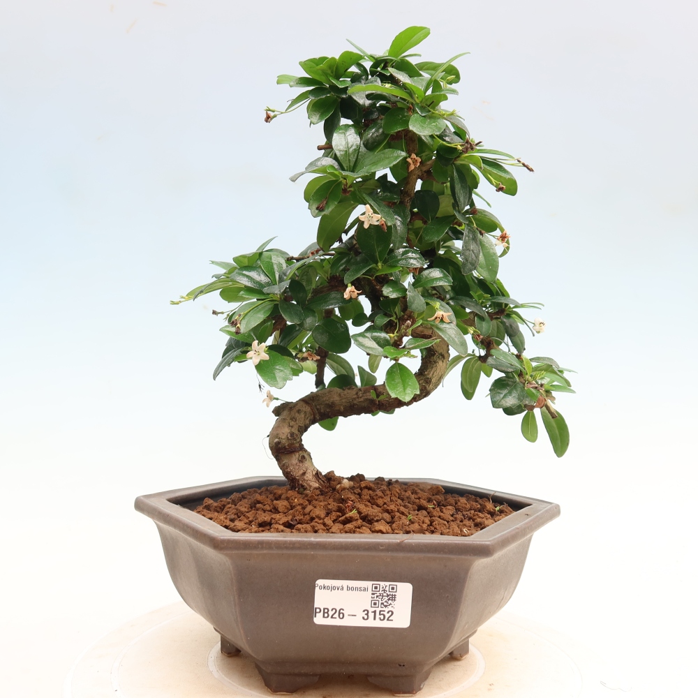 Kamerbonsai - Carmona macrophylla - Thee fuki
