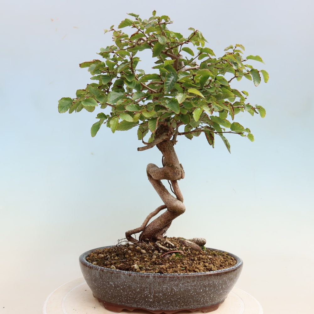 Bonsai voor buiten -Carpinus CARPINOIDES - Koreaanse haagbeuk