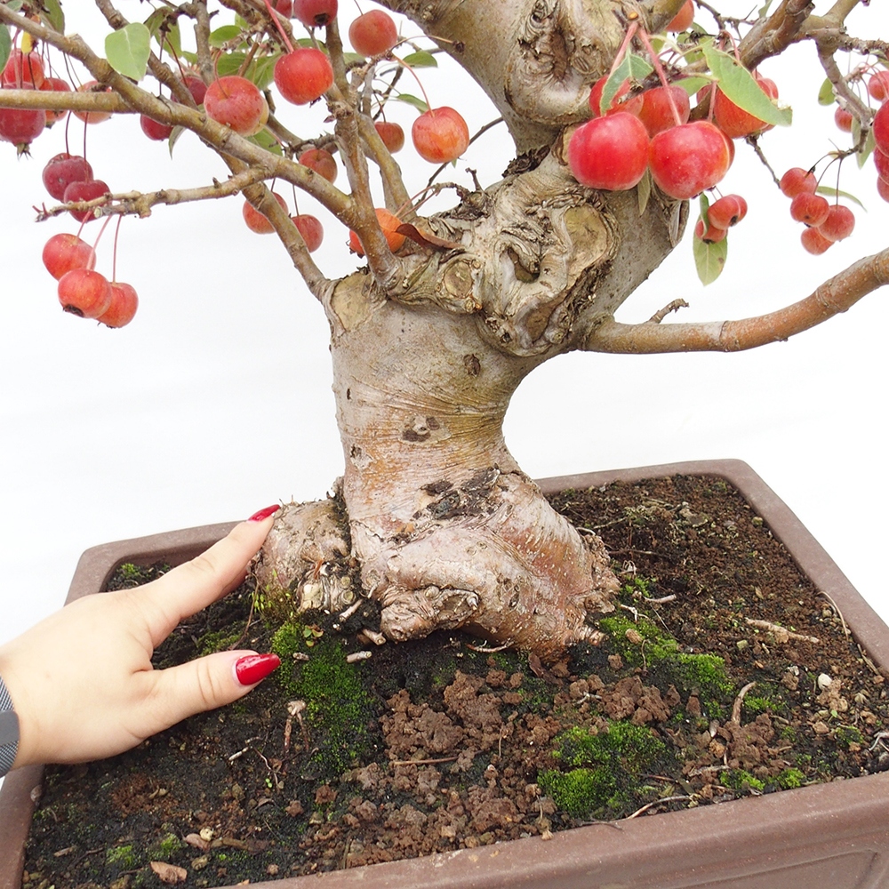 Bonsai voor buiten -Malus halliana - Appelboom met kleine vruchten