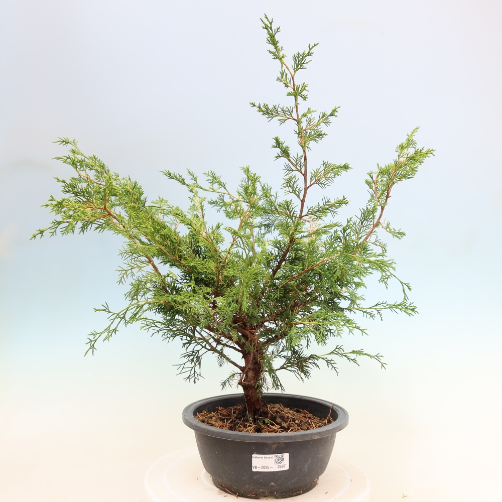 Bonsai voor buiten - Juniperus chinensis Itoigawa