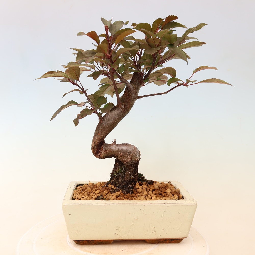 Bonsai voor buiten -Malus domestica - Roodbladige appelboom met kleine vruchten