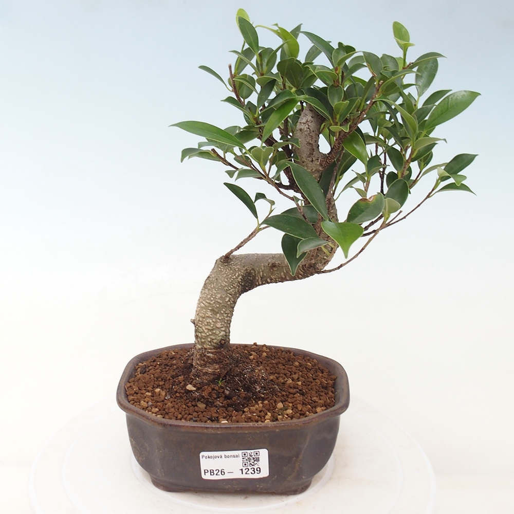 Kamerbonsai - Ficus retusa - kleinbladige ficus