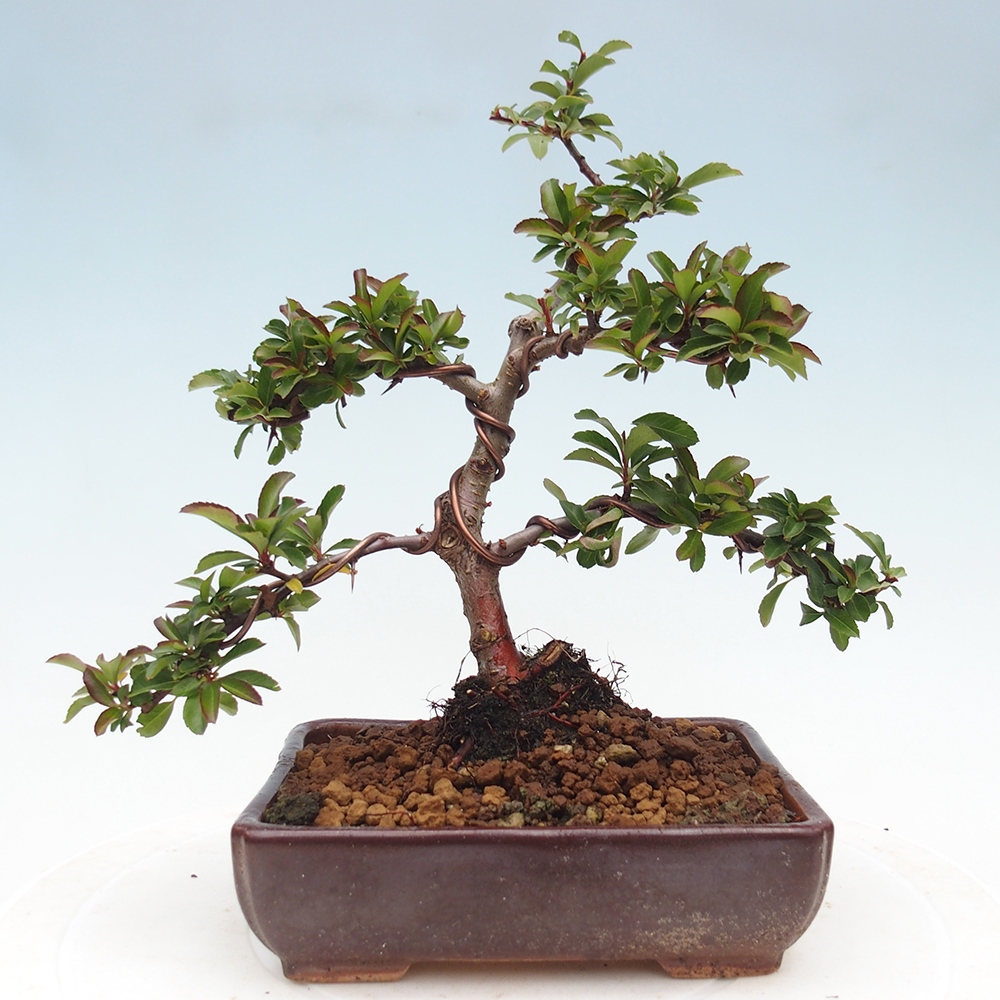 Bonsai-Pyracantha Teton voor buiten -Hlox